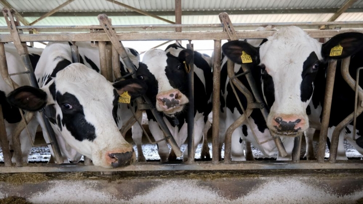 Kırklareli'nde embriyo transfer çalışmasıyla süt üretiminin arttırılması hedefleniyor 