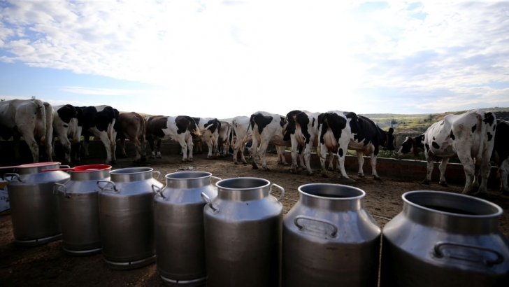  Köyün süt üretimi 5 yılda yaklaşık iki kat arttı  