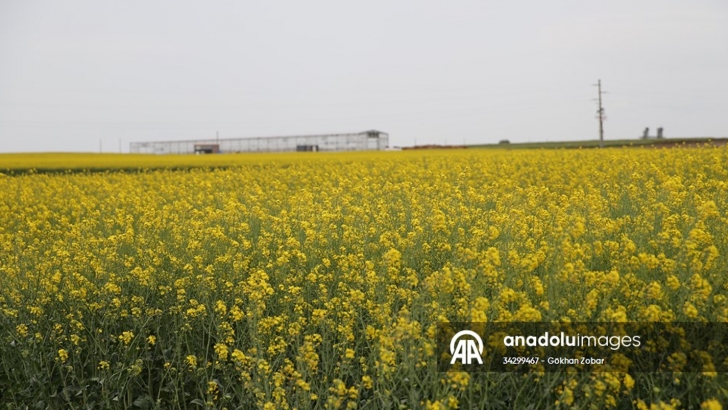 Trakya'da ekilen kanola yüksek sıcaklık nedeniyle erken çiçek açtı  | KIRKLARELİ